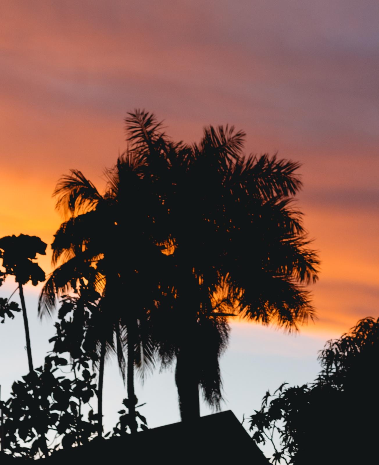 Palmiers au crépuscule — photographie de JAKKHO