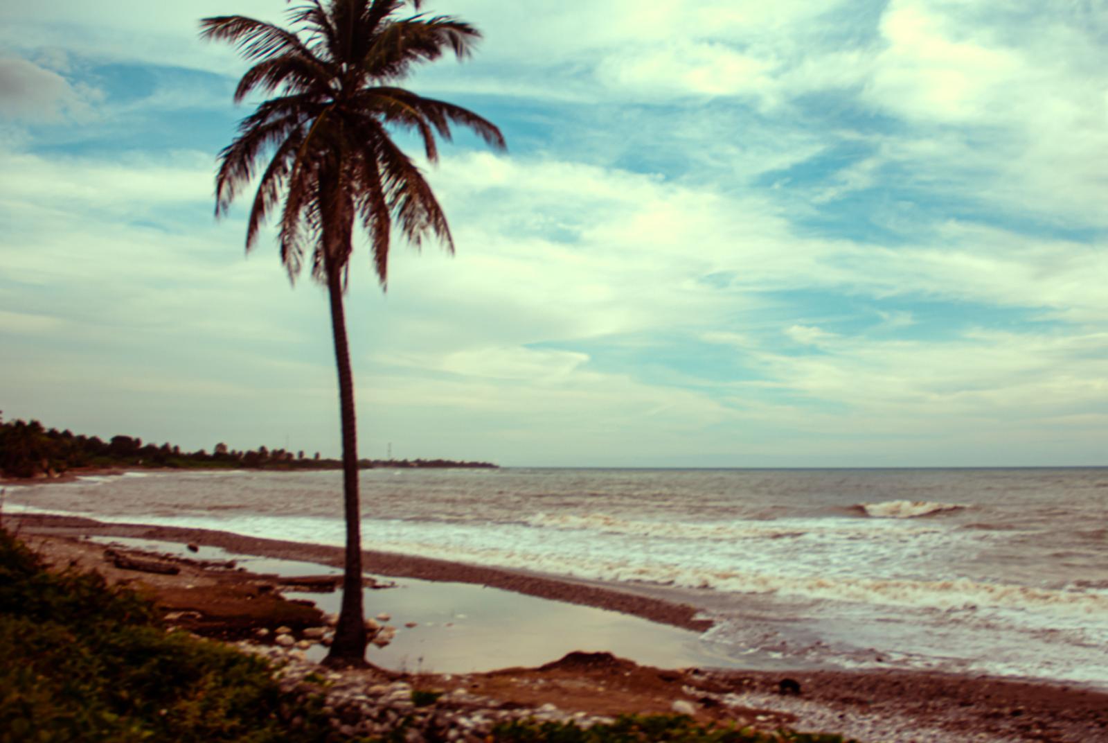 Palmier sur le rivage — photographie de JAKKHO