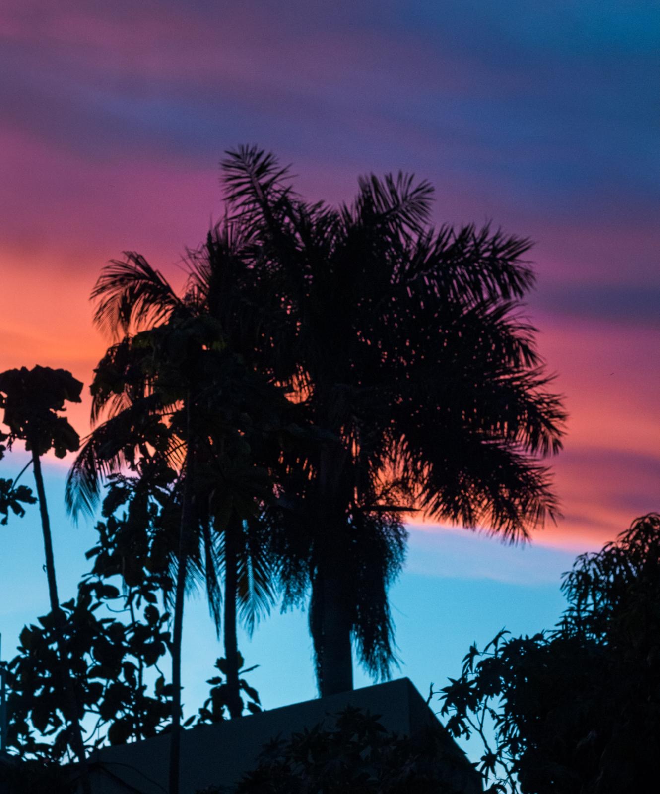 Palmiers sous le ciel rose — photographie de JAKKHO